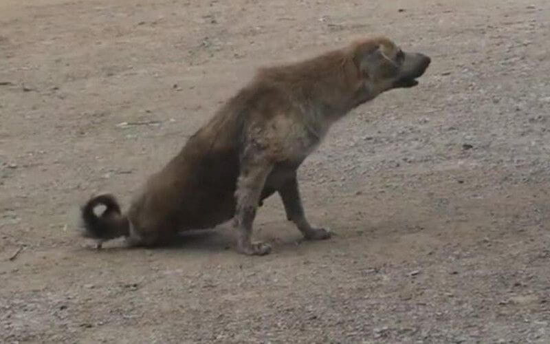 Tragic Death of 5-Year-Old Girl in Agadir Sparks Stray Dog Concerns
