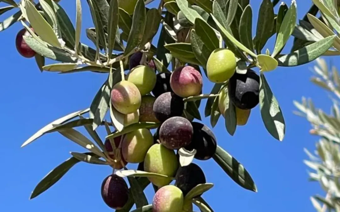 After an exceptional harvest, Morocco could lose 80 million kilos of olive oil