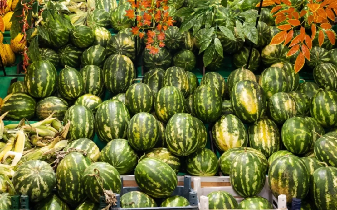 Moroccan watermelon accused of driving prices down to 24 cents in Spain