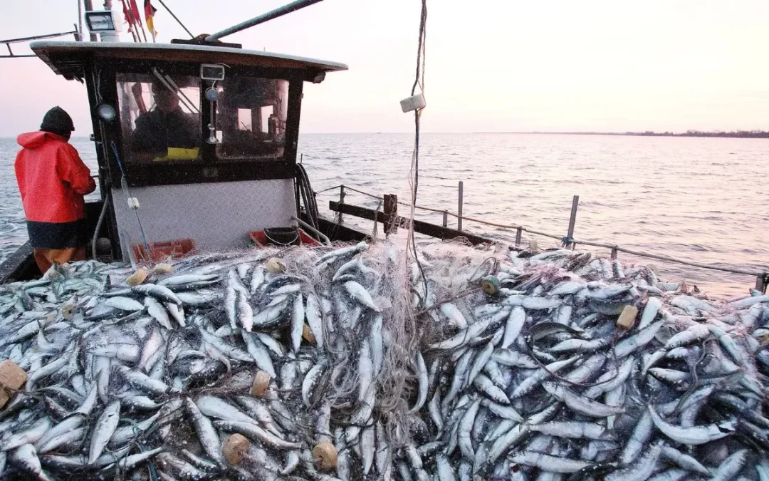 Sardines Move Away as Fuel Prices Soar: Moroccan Fishers Face a Double Trap