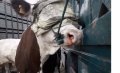 Animal Welfare Groups Expose Alleged Mistreatment of French Cows in Morocco