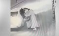 Woman Abducted in Broad Daylight in Moroccan Town, Sparking Outrage