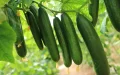 +248% of imports: How Moroccan cucumbers have literally invaded Spain in 10 years