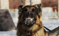 5-Year-Old Girl Mauled by Pack of Stray Dogs in Ouarzazate, Morocco