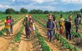 African Development Bank and Morocco's OCP Plan Emergency Fertilizer Supply to Combat Food Crisis