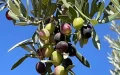 After an exceptional harvest, Morocco could lose 80 million kilos of olive oil