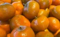 After Nadorcott, a new Moroccan mandarin is protected in Europe until 2056
