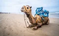 Agadir: the paradise of families on a budget