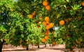 Agri-food: Morocco benefits from the decline of Spain to conquer American tables