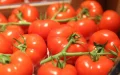Agriculture: how Moroccan tomatoes have established themselves as leaders in the European market