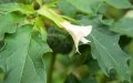 Alarming Rise in Plant Poisonings Prompts Moroccan Health Warning