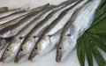 EU Alert: Anisakis Parasite Found in Moroccan Fish, Spain Orders Market Withdrawal