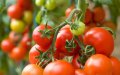 Algeria Aims to Challenge Morocco's Dominance in Global Tomato Export Market