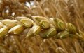 Algeria Set to Surpass Morocco as Africa's Second-Largest Wheat Producer in 2024