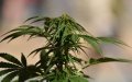 Algerian Official Warns of High-Potency Moroccan Cannabis as Health Threat