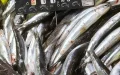 Anchovies from Morocco Trigger a Food Alert in France