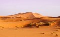 Ancient Aurochs and Rhino Fossils Unearthed in Sahara, Shedding Light on Climate History