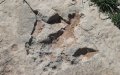 Ancient Dinosaur Tracks Discovered in Morocco's Atlas Mountains