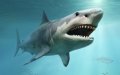 Ancient Megalodon: Massive Prehistoric Shark Dwarfed Modern Great Whites, Fossils Show