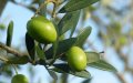 Ancient Moroccans Used Olive Pits as Fuel 100,000 Years Ago, Study Reveals