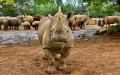 Ancient Rhinoceros Species Unearthed in Morocco's Ouarzazate Region