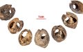 Ancient Shell Beads Found in Morocco May Be World's Oldest Jewelry at 150,000 Years Old