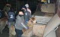 Animal Abuse Uncovered at Belgian Koranic School Farm, Dozens Rescued