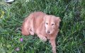 Animal Rescue Advocate Seeks to Bring Abused Moroccan Dog to French Sanctuary