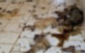 Animal Welfare Group Investigates Shocking Conditions at Moroccan Dog Shelter
