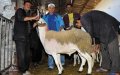 Morocco's Eid Al Adha Expected on August 12 as Hajj Pilgrimage Dates Announced