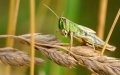 Locust Swarms Threaten Morocco as UN Warns of North African Invasion