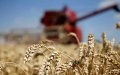 Morocco Ranks Third in European Wheat Imports, Importing 2.5 Million Tons