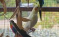 Spanish-Moroccan Authorities Bust Rare Animal Trafficking Ring, Seize Exotic Birds