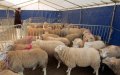 Belgian Muslims Navigate Eid al-Adha Amid Ritual Slaughter Restrictions