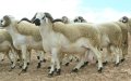 Moroccan Breeder Arrested for Using Poultry Waste to Fatten Eid al-Adha Sheep