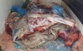 Gendarmerie Seizes 3.5 Tons of Tainted Meat Bound for Moroccan Markets