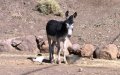 Algerian Customs Seize 100kg of Cannabis Smuggled on Donkey at Moroccan Border