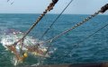 Morocco Bans Bottom Trawling in Mediterranean to Protect Marine Resources