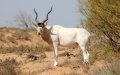 Endangered Addax Antelope Reintroduced to Morocco's Souss Massa National Park