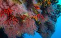 Morocco's Red Coral Population Plummets: WWF Warns of Biodiversity Threat