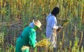 Illegal Cannabis Farms Threaten Morocco's Water Resources, NGOs Warn