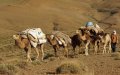 Violent Clashes Erupt Between Farmers and Nomads in Tiznit Over Grazing Rights