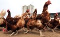 Morocco Ramps Up Avian Flu Prevention Measures Amid Global Outbreaks