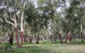 Morocco Unveils Ambitious Plan to Reforest 600,000 Hectares by 2030