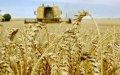 Moroccan Cereal Farmers See Hope as Rains Boost Sowing to 4 Million Hectares