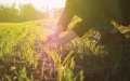 Morocco Aims to Expand Organic Farming Tenfold by 2030, Meeting Growing Demand