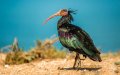 Endangered Bald Ibises from French Zoo to Be Released in Spain