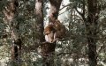Ancient Macaque Fossil Unearthed in Morocco, Dating Back 2.5 Million Years