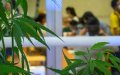 Morocco Considers Legalizing Medical Cannabis, Following Israel's Lead