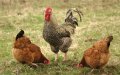 French Halal Certification Bodies Clash Over New Poultry Slaughter Regulations